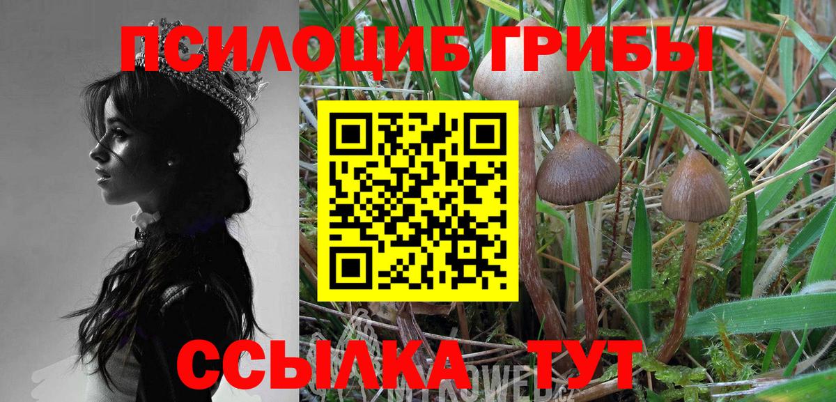 Фрязино  Псилоцибиновые грибы Cubensis  что такое   Вход с VPN 